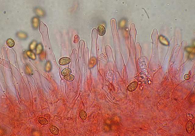 Galerina spec. Cod.DSCN 9112